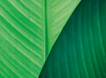 Close up of green leaf