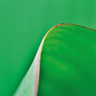 Green leaf close up