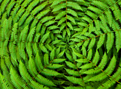 Leaves