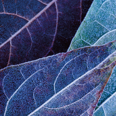 Purple leaves